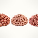 Groundnuts (peanuts), close-up